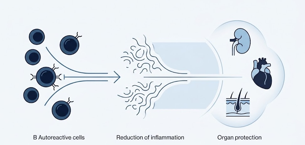 Imagen médica educativa sobre estudios inmunológicos utilizados en el diagnóstico del lupus eritematoso sistémico.