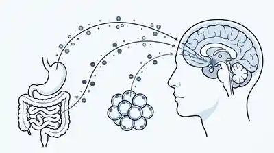 Esquema de señales de leptina, grelina y saciedad que conectan aparato gastrointestinal, tejido adiposo y cerebro.